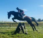 Adorable cheval 4 ans Polyvalent G4