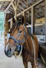 Adorable cheval 4 ans Polyvalent G4