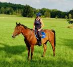 Adorable cheval 4 ans Polyvalent G4