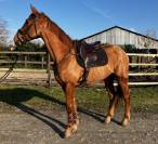 Castrone Sella Francese In vendita 2022 Sauro