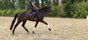 Jument de dressage et loisirs 