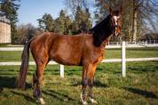 Hongre 5 ans CCE amateur 