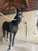 Jument 12 ans 