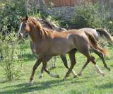 hongre pur sang arabe 6 ans