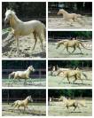 Dekhengst Nederlandse pony Te koop 2024 Palomino ,  Winston&rsquo;s Lisandro