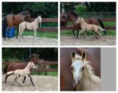 Dekhengst Nederlandse pony Te koop 2024 Palomino ,  Winston&rsquo;s Lisandro