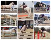 Dekhengst Nederlandse pony Te koop 2024 Palomino ,  Winston&rsquo;s Lisandro