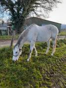 Pur sang r&eacute;form&eacute; 