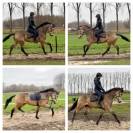4 years old buckskin NRPS gelding 1,67 dressage jumping