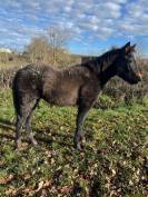 PONEY CONNEMARA  FEMELLE NEE EN 2025