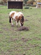 Vends ponette shetland de 3 ans