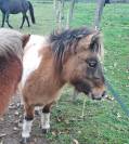 Vends ponette shetland de 3 ans