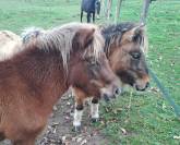 Vends ponette shetland de 3 ans