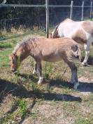 Vends ponette shetland n&eacute;e en 2025
