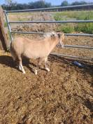 Vends ponette shetland n&eacute;e en 2025