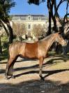 Hongre 5 ans Pur Race Lusitanien 
