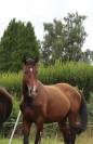 Hongre KWPN de 3 ans &ndash; Prospect dressage &ndash; 1m75