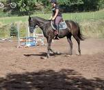 Irrisor - belle jument AQPS 7 ans