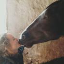 Hongre selle fran&ccedil;ais 