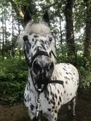 Demi pension ponette 