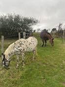 Demi pension ponette 