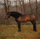 Cheval entier PP espagnol 