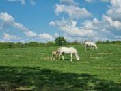 Pension id&eacute;ale pour chevaux d'&eacute;levage, retraite ...