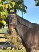 Yegua Silla Franc&eacute;s En venta 2017 Negro por JOHNNY BOY II