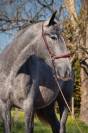 Mare PRE Pure Spanish Bred For sale 2022 Grey