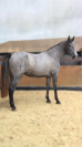Mare PRE Pure Spanish Bred For sale 2022 Grey