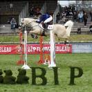 Pouliche Connemara part bred 