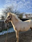 Pouliche Connemara part bred 