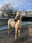 Pouliche Connemara part bred 