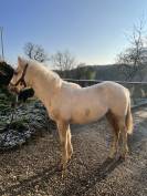 Pouliche Connemara part bred 