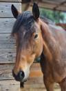 Jument pur sang, 9 ans, polyvalente dans le 66