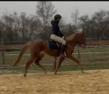 Merrie Welsh Partbred Te koop 2021 Vos ,  Hot&rsquo;n cold Krystal