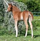 Merrie Welsh Partbred Te koop 2021 Vos ,  Hot&rsquo;n cold Krystal