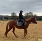 Merrie Welsh Partbred Te koop 2021 Vos ,  Hot&rsquo;n cold Krystal