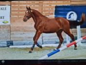 Hongre 5 ans par Candy de Nantuel 