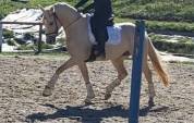 Superbe jument palomino top papier dressage cso cce