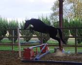 Superbe jument kwpn 6 ans dressage cso cce