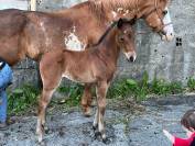 Puledra Paint Horse 