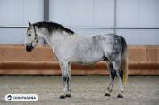 Pure race espagnole 10 ans 1m68 c&acirc;lin et gentil