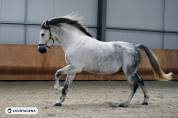 Pure race espagnole 10 ans 1m68 c&acirc;lin et gentil