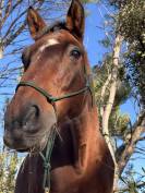 Volubilis cherche sa famille pour la vie 