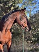 Volubilis cherche sa famille pour la vie 