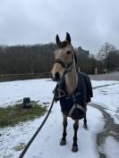 &Agrave; Vendre Hongre 10 ans 