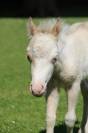 Poulain Miniature Fran&ccedil;ais champagne overo dun