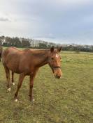 Cheval &agrave; vendre urgent 