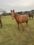 Cheval &agrave; vendre urgent 